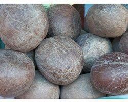 Whole Coconut Copra