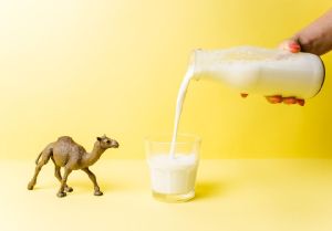 Natural Camel Milk