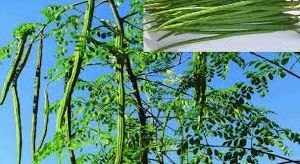 Natural Moringa Drumstick Plant
