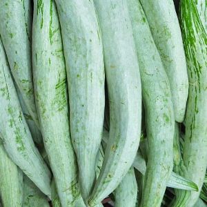 Fresh Snake Gourd