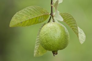 organic Guava