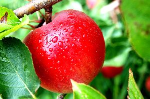 Organic Sweet Apple