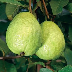 Organic Sweet Guava