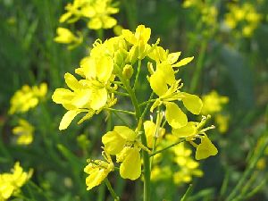 Mustard Flowers