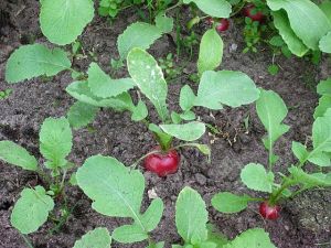 Fresh Radish Shoots