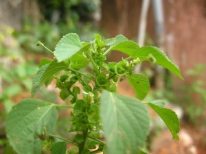 Acalypha_indica