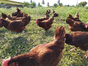 BV380 Poultry Chicks