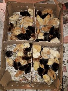 Gramapriya Chicks