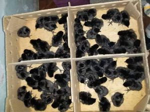 One month kadaknath chicks