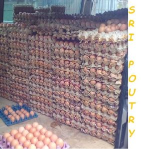 Poultry Eggs