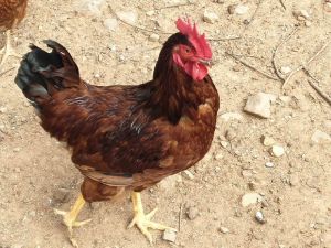 Rhode island red