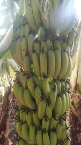 Fresh Bananas