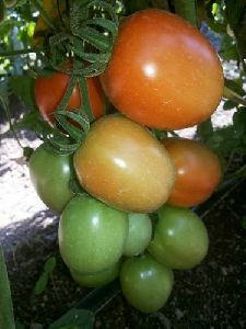 Tomato Seeds