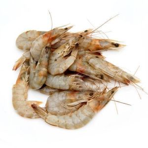 sea prawn