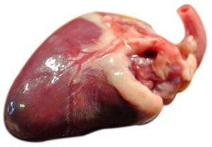 Frozen Chicken Heart