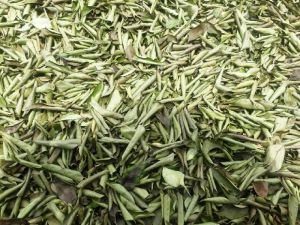 Curry Leaves