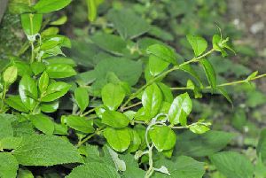 gudmar sirukurinjan medicinal herb