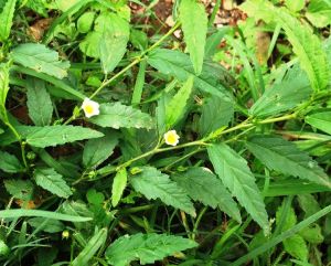 sida acuta Tropical Plants