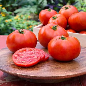 Hybrid Tomato