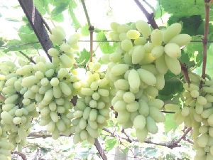 Fresh Nashik Grapes