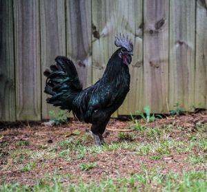 Live Kadaknath Chicken