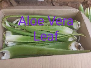 Aloe Vera Leaf (Fresh)