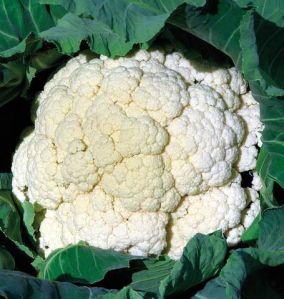 Fresh Cauliflower