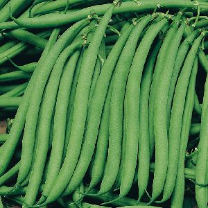 Fresh Greens Bean