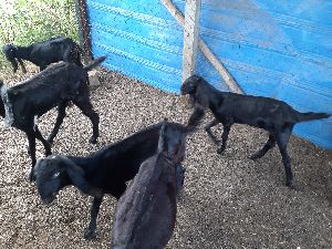 Bittal Goat Farming