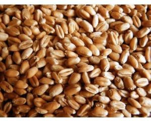 Dried Wheat Seeds