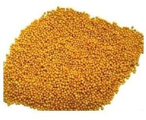 Indian YELLOW MUSTARD SEEDS