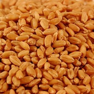 Organic Wheat Seeds