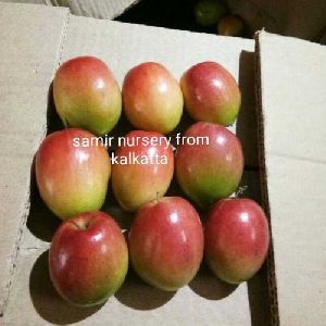 Sundari Apple Ber Plant