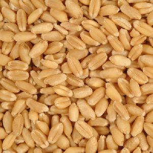 Gluten Free Wheat Grain