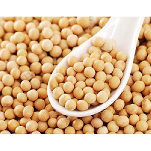 High Protein Soybean Seeds