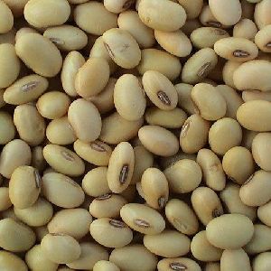 Organic Soybean Seeds