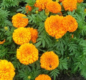 Marigold Flowers