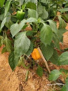 Yellow Capsicum