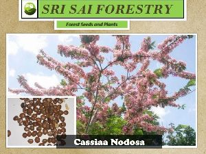 Cassia Nodosa Seeds