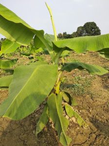 Banana Plant