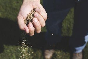 Bermuda Grasses