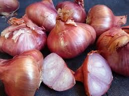 Shallot Onion