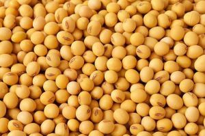 SOYABEAN SEEDS (JS-9560)