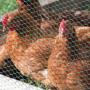poultry mesh