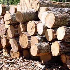 Timber Logs