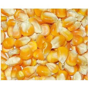 natural yellow maize