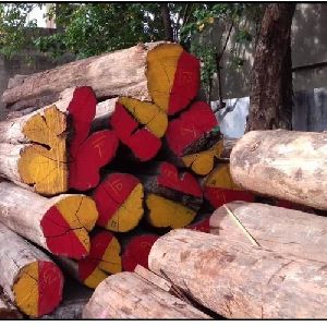 Teak Wood Log