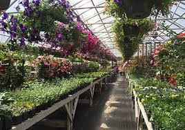 Outdoor Flower Plant Service