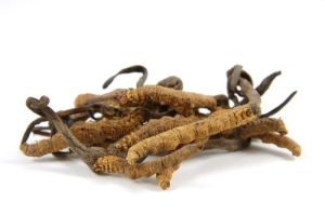 Cordyceps Extract