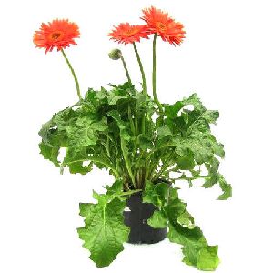 Gerbera Flower Plant